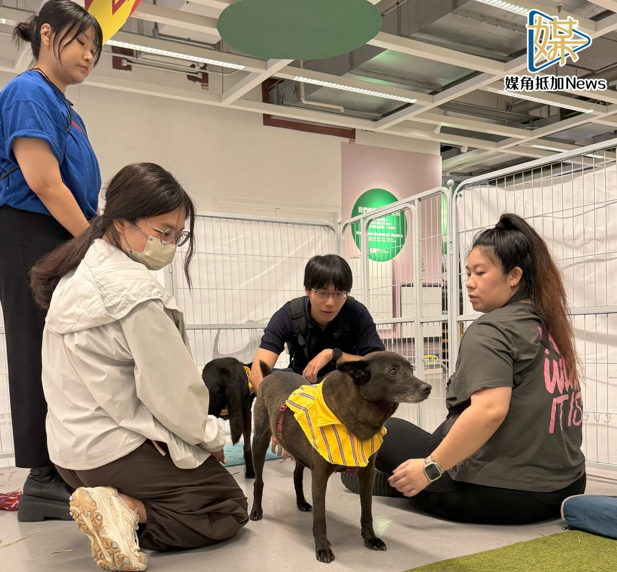 毛孩送養走進客廳　新北動保處推生活型認養新模式