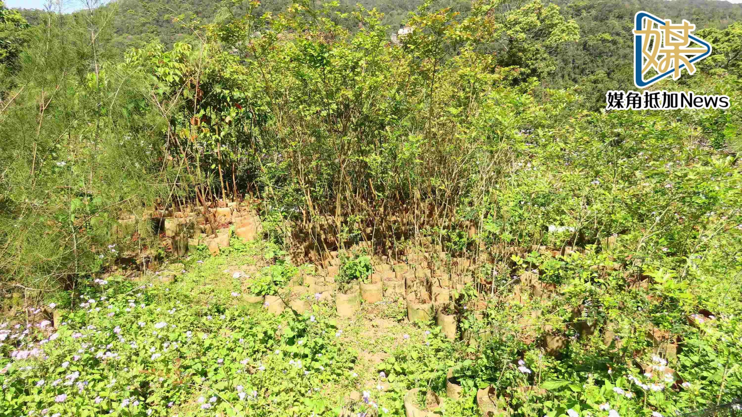 新北免費苗木開放申請　邀市民種樹拚低碳永續