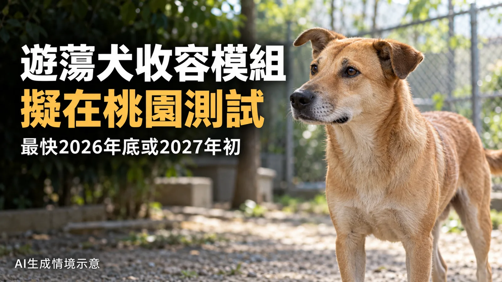 遊蕩犬收容模組擬年底桃園測試，通報、認養現在找誰？